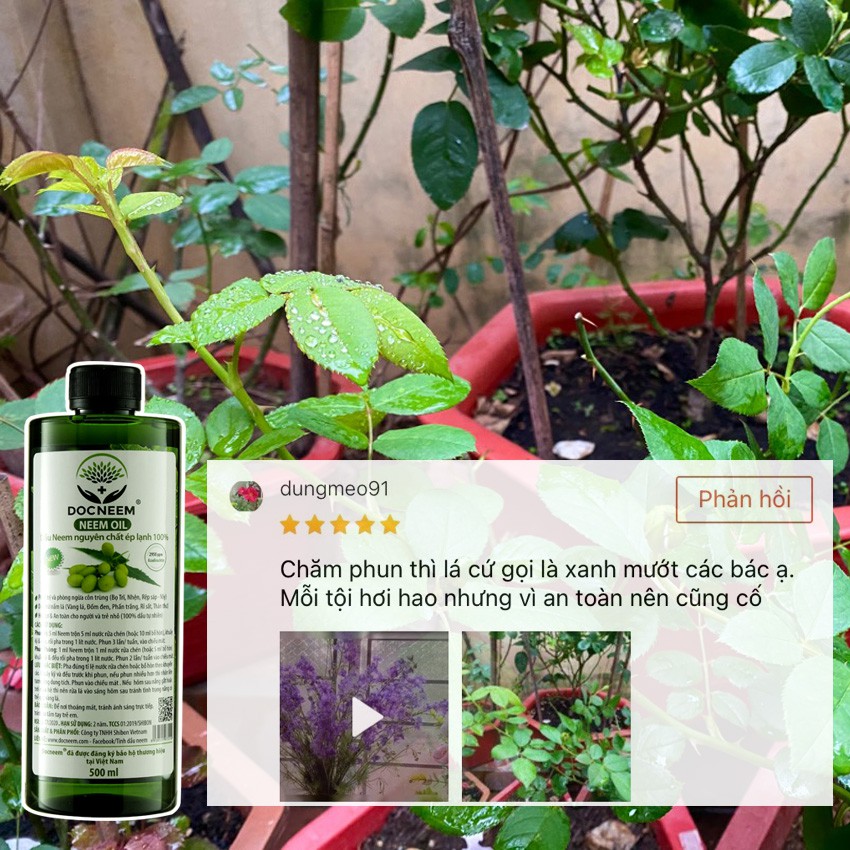 Dầu neem oil DOCNEEM hữu cơ phòng trị sâu bệnh hoa hồng, phong lan, cây cảnh, nguyên chất ép lạnh, hàng chính hãng 500ml