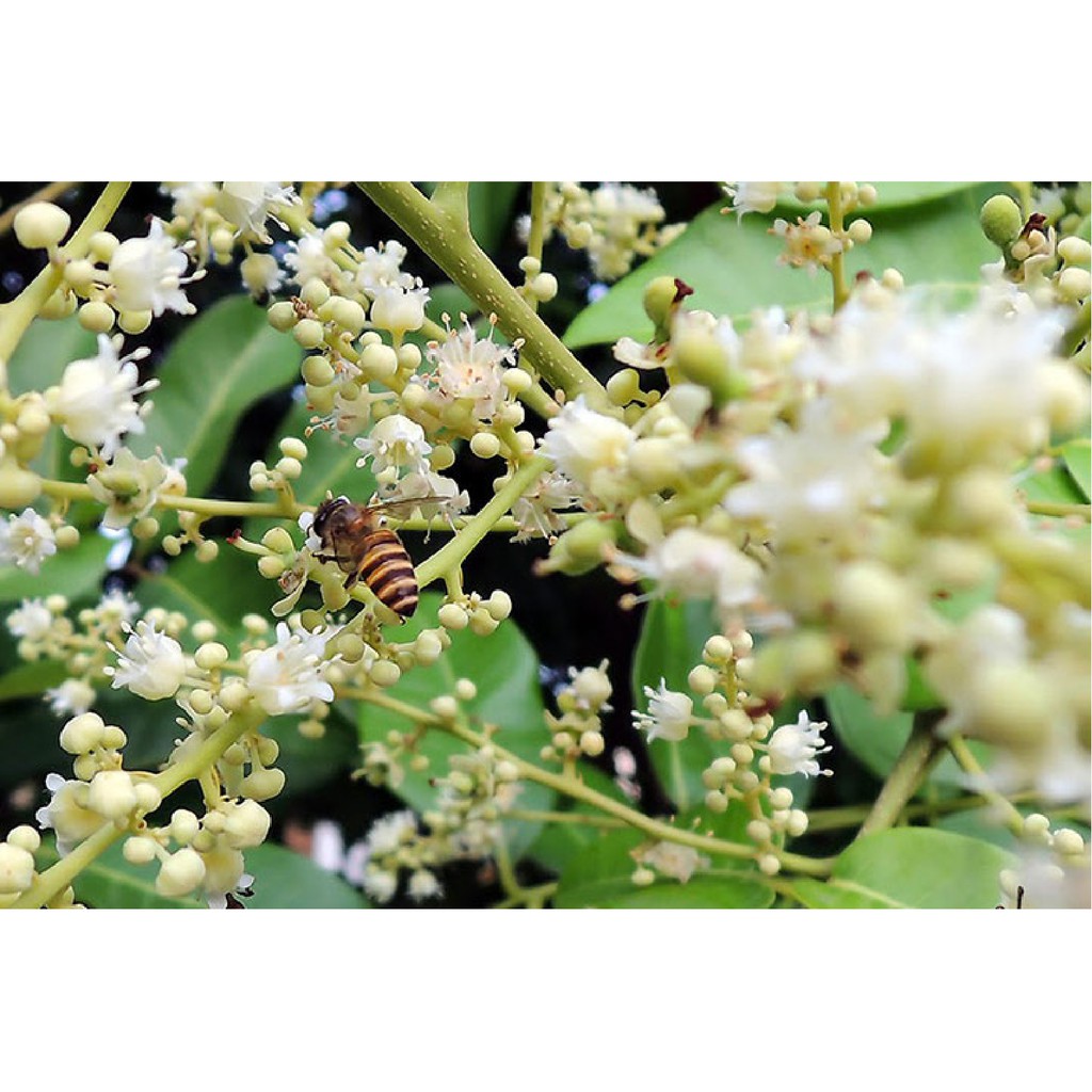 Combo Mật ong rừng nguyên chất Nhãn Cổ Thụ Honimore 500g + Mật ong nguyên chất 500g - giúp tăng cường đề kháng
