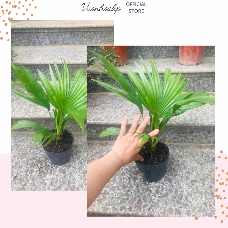 Cây cọ nhật để bàn  cao 30cm giúp thanh lọc không khí, cây phong thuỷ, lá xanh, trang trí góc làm việc