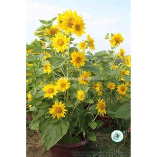 100GR 3200.HẠT Hạt Giống Hoa Hướng Dương Tháp Siêu Bông (| -KD: B1)