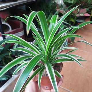 Khóm cây cỏ lan chi