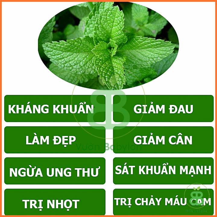 Hạt Giống Rau Húng Lủi (Bạc Hà Âu) 0,2G