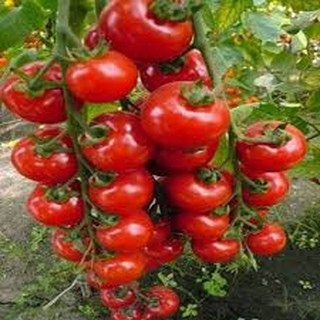 Hạt giống cà chua bi cao đỏ (30H)