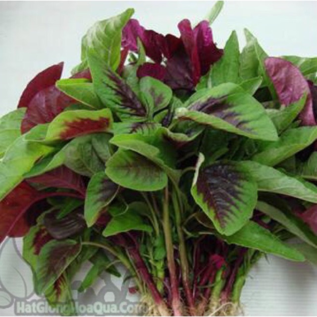Hạt giống rau dền tía (20g)