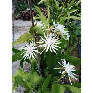 Combo 4 lá quỳnh hookeri (hoa trắng, thơm)