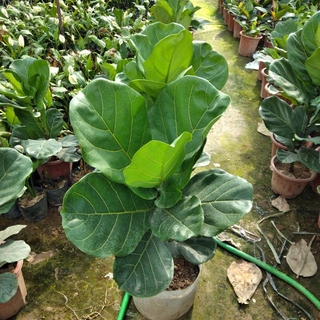 Bàng Singapor 1m đặt trong phòng lọc không khí thêm không gian xanh
