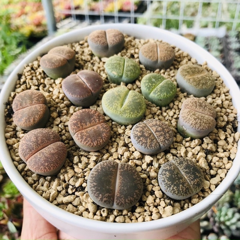 MÊ MẨN VỚI NHỮNG VIÊN SỎI SỐNG LẠ MẮT - LITHOPS