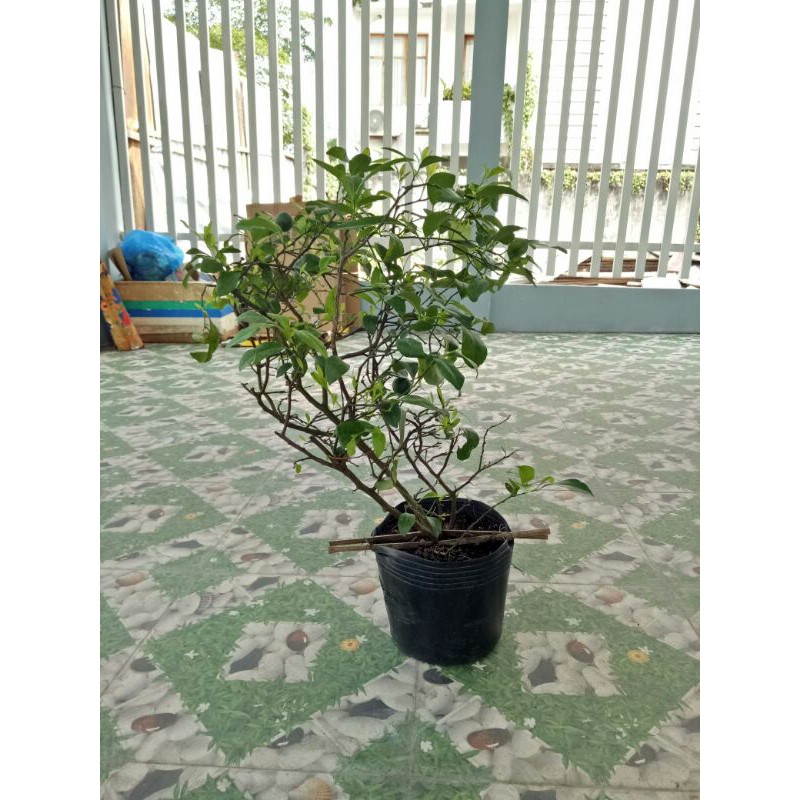 Cây chanh ( núm)  đang có trái