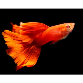 Cám cá guppy Full Red + Tặng thùng xốp 30x20x10 chống thấm