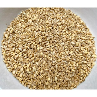 Hạt lúa mì thức ăn cho hamster 500g