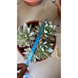 sen đá blue bird thụ 1 gốc 3 đầu