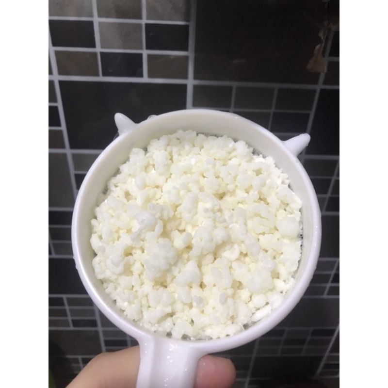 nấm sữa kefir