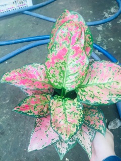 CÂY VẠN LỘC