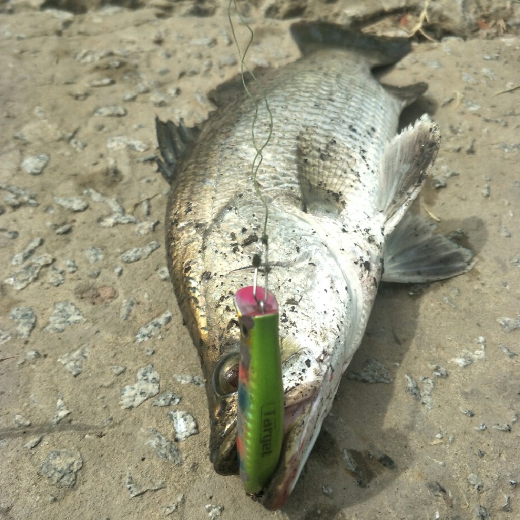 Mồi câu lure Target Komodo 65F , mồi giả câu cá chẽm, măng, chéc, cháo, mú