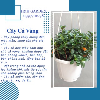 Cây Cá Vàng (Nematanthus wettsteinii Goldfish) - mang lại may mắn sung túc