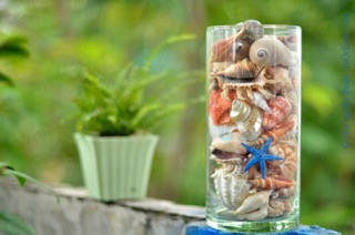 Vỏ ốc mix các loại