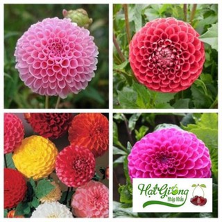 Gói Lớn 1000 hạt giống thược dược tổ ong nhiều màu LINH NGOC