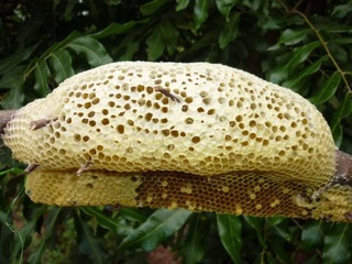 Mật ong rừng