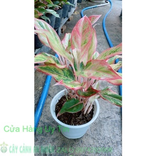 Phú quý hồng