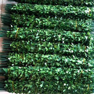 Cành 60cm cuốn sẵn lá kẽm làm vòng kỷ yếu