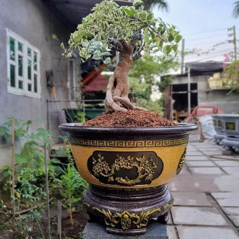 Khuôn chậu tròn 60 họa tiết cây mai