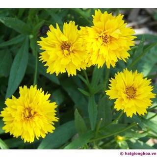 [GIÁ GỐC] Hạt giống hoa Phòng Phòng vàng (Coreopsis) - 100 hạt