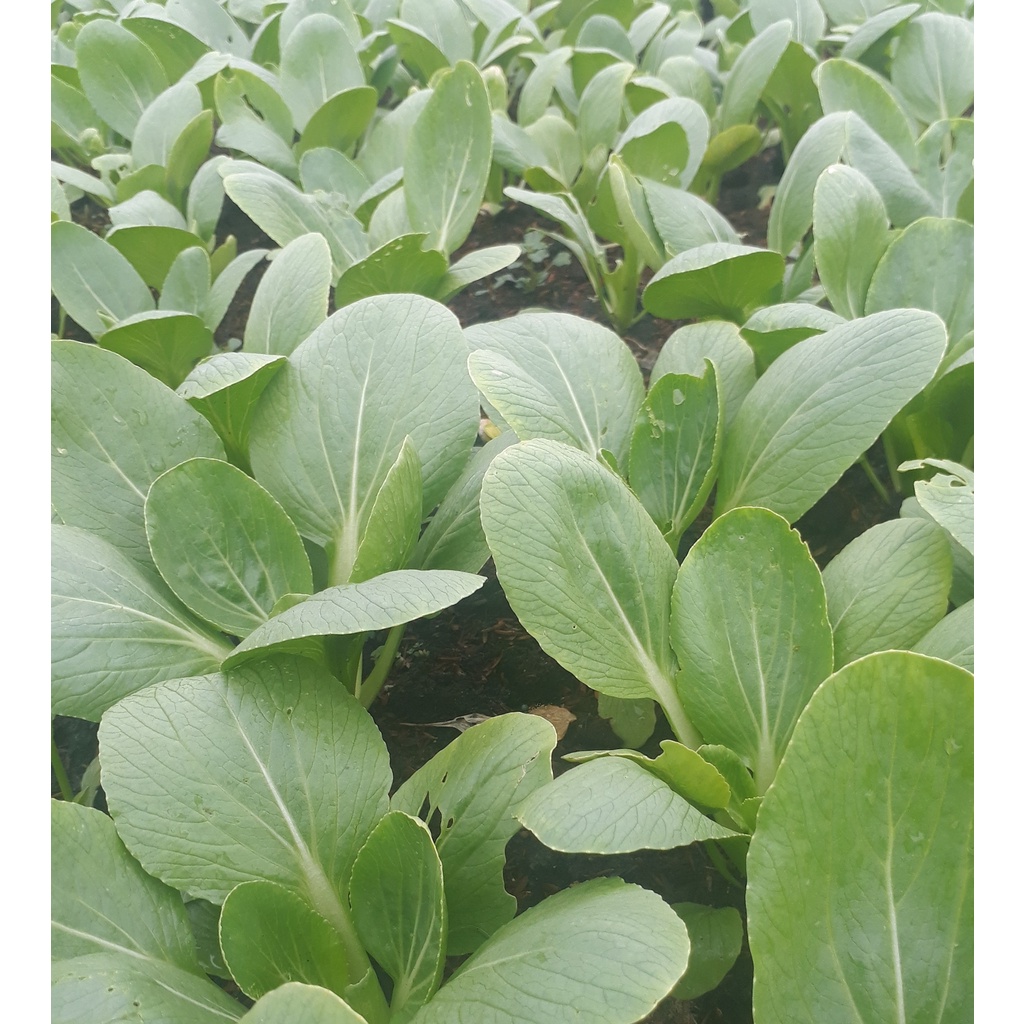 DỊCH TRÙN QUẾ. BIO-HK.GREEN  - ĐÂM CHỒI NẢY TƯỢC. XÔ 10KG. DƯỠNG TRÁI, PHỤC HỒI CÂY.