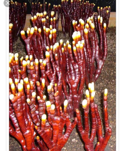 [ SALE SỐC] Nấm linh chi sừng hưu thượng hạng Hàn Quốc 500g | BigBuy360 - bigbuy360.vn