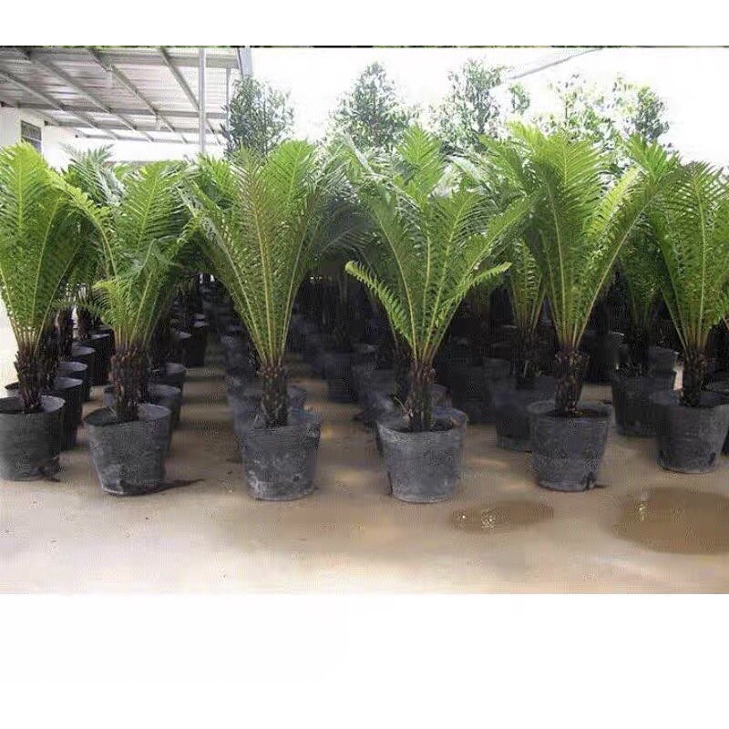 Sét 10kg bầu ươm mã 45*35( khoảng 125-130 cái) -trồng cà chua, dưa lưới, dưa chuột, gừng, hoa hướng dương…các loại cây