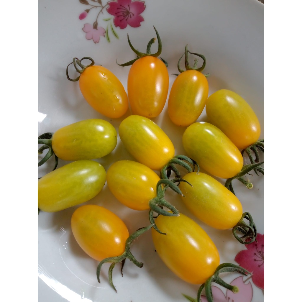 Cherry vàng là tên cà chua với tỉ lệ nảy mầm 100% cùng gói 34, 68 hoặc 102 hạt