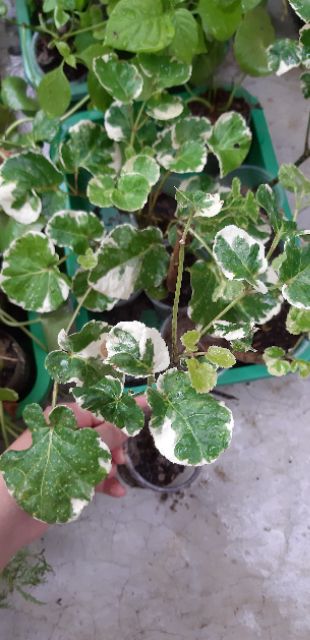 Cây đinh lăng cẩm thạch lá to