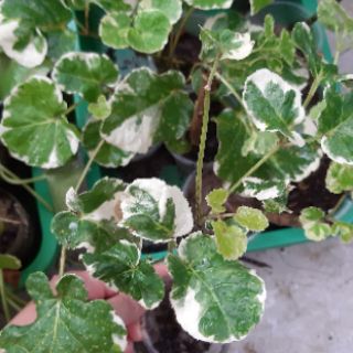 cây đinh lăng cẩm thạch lá to
