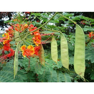 Cây giống cây Điệp Cúng hoa đỏ trồng bịch đen ,cố định trong thùng, đảm bảo tươi nguyên