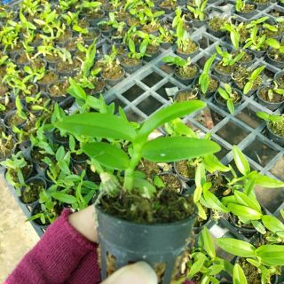 Trầm Thanh củi cây giống
