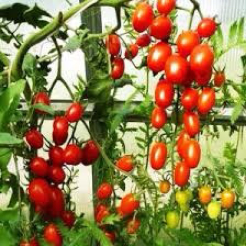 Hạt Giống Cà Chua Bi Lai  Nảy Mầm Cực Chuẩn