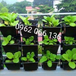 Combo 24 chậu treo tường đứng- HỎA TỐC