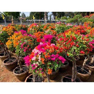 Cây Hoa Giấy Ngũ Sắc