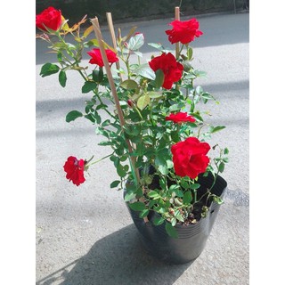 [Cây giống hoa] Hồng siêu nụ màu đỏ size chậu C10