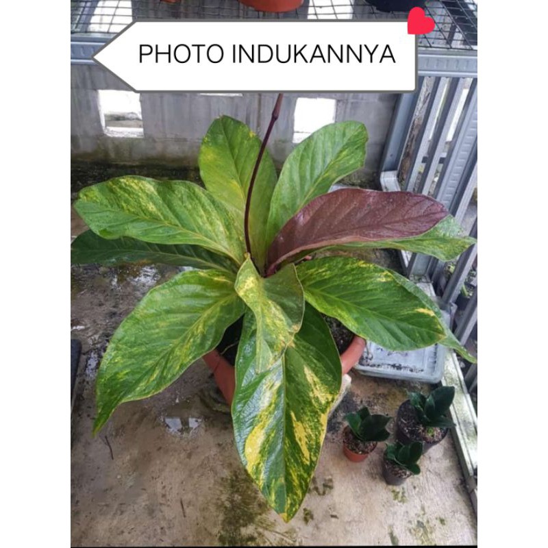 Anthurium jamanii < Unk > Màu Vàng
