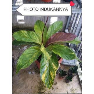 Anthurium jamanii Màu Vàng