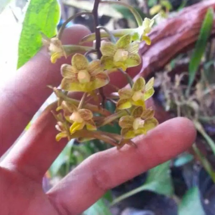 Cúp Lưu Niệm Dendrobium