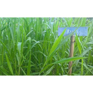 Gói 1KG hạt giống Cỏ Ruzi (Cỏ sả, Chịu giẫm đạp)