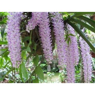 Phong lan đuôi chồn rừng Lào