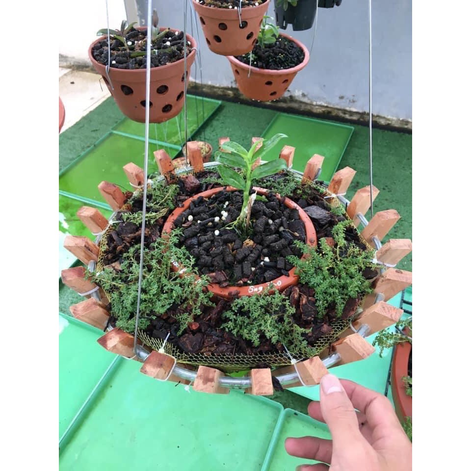 Chậu trồng phong lan gỗ Căm Xe fi 30cm DÁNG SEN Tặng Kèm Phân Bón
