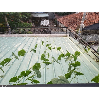 10m - Lưới làm giàn leo bầu, bí, dưa