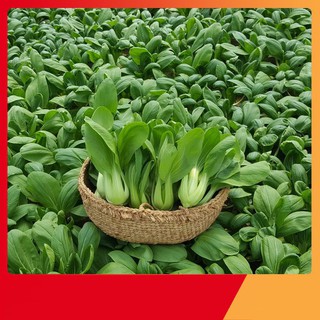 Hạt Giống Cải Chíp