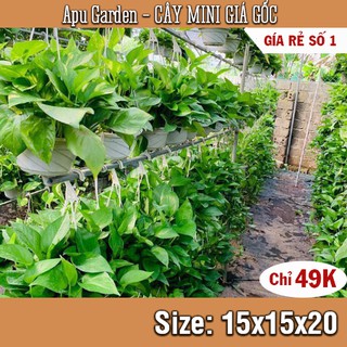[RẺ GIẬT MÌNH] Trầu bà xanh chỉ 49K