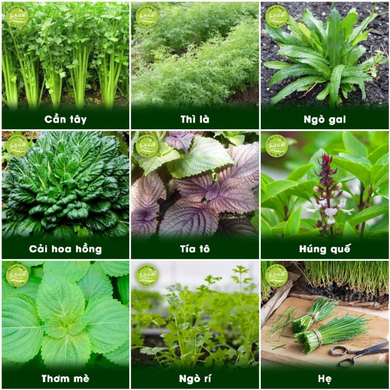 Hạt giống rau nhiều loại | Chịu nhiệt tốt | Trồng quanh năm | Năng suất cao | Dễ trồng