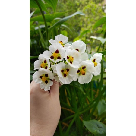 Bách thủy tiên đơn đốm