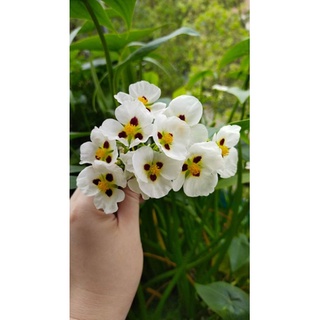 Bách thủy tiên đơn đốm